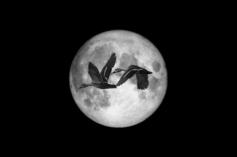 Moonlit Cards